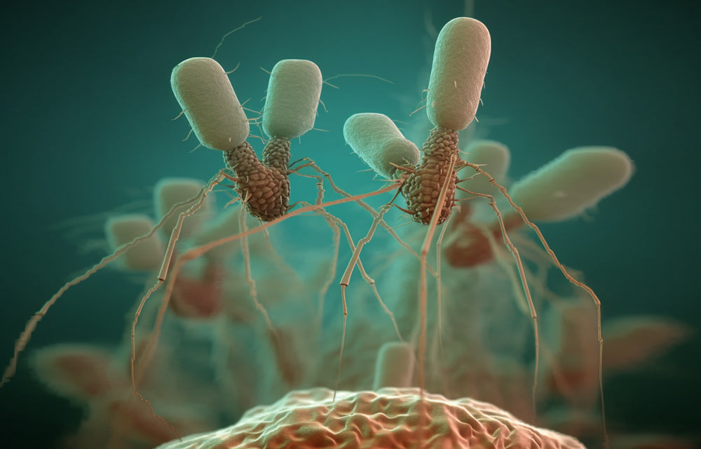Harnessing Bacteriophages: A New Hope in Tuberculosis Treatment